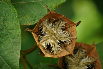 Close-up of the dried fruit of the Hypochoeris radicata plant