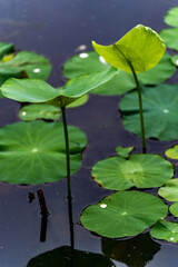 Landscape of Ziyang Lake Urban Park in Wuhan, Hubei, China