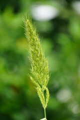 Close-up of Arundinella plant