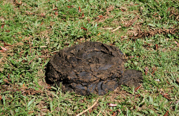 Obraz premium Cow manure on farm pasture in the city of Nova Friburgo in the state of Rio de Janeiro.