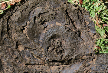 Cow manure on farm pasture in the city of Nova Friburgo in the state of Rio de Janeiro.