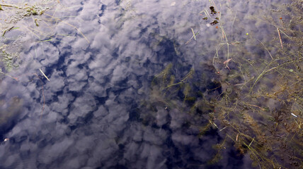 clouds with Calm weather over the water. Ocean with clouds on a background of green trees and blue sky