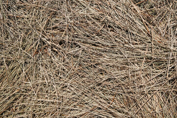 Três Picos State Park.Located in the Serra do Mar, in the mountainous region of the city of Nova Friburgo, in the state of Rio de Janeiro