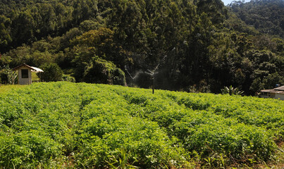 Rio de Janeiro, Brazil, April 4, 2024.Vegetable plantation in the mountainous region of the city of Nova Friburgo, in the state of Rio de Janeiro