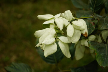 Close-up of white Mussaenda fromdosa flower blooming