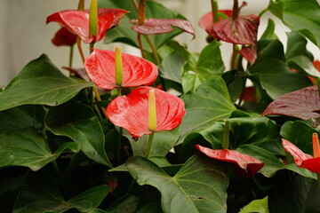 Close-up of Anthurium andraeanum flower