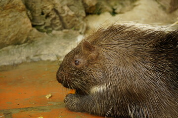 Close-up of Erinaceinae eating vegetables