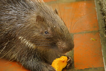 Close-up of Erinaceinae eating vegetables