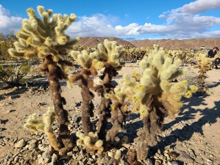 The Cholla Cactus garden in the National Park is a famous tourist stop