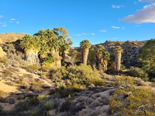 Cottonwood Oasis in Joshua Tree National Park, California