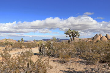 A fully developed Joshua Tree weathers the wind and cloudy weather on a winter afternoonw