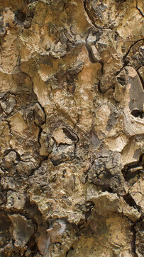 Beautiful details of the bark of khaya senegalensis