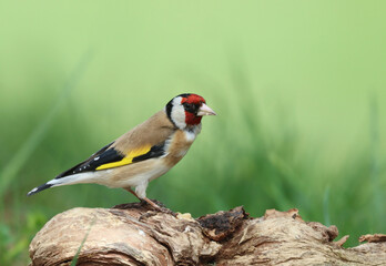 Goldfinch