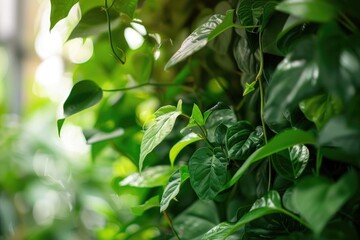 Obraz premium Lush green leaves cascading elegantly in an indoor garden setting, creating a vibrant and refreshing tropical ambiance.