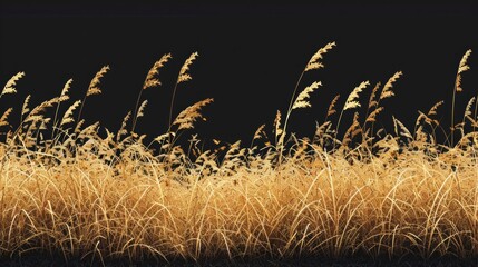 A field of tall grass with a black background - Powered by Adobe