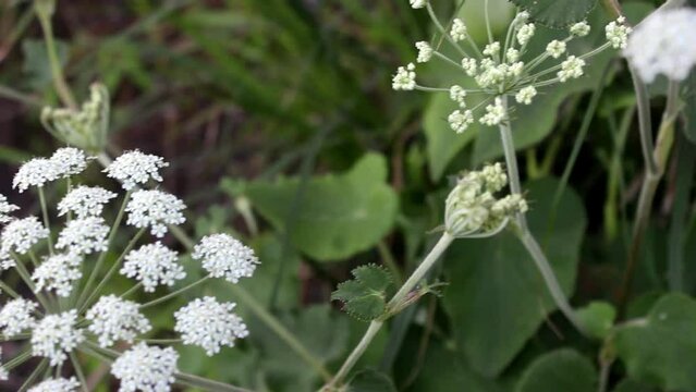 Closeup view of Laserpitium siler, commonly known as the laserwort, a herbaceous perennial plant in the family Apiaceae.