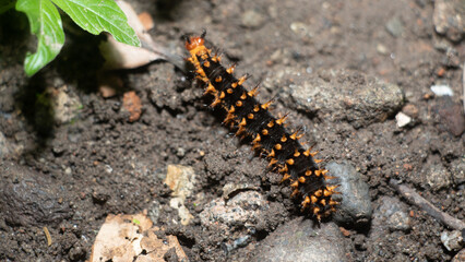 Caterpillar of great eggfly butterfly ( Hypolimnas bolina Linnaeus ) walking on the ground