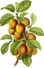 Vintage flowers and fruit