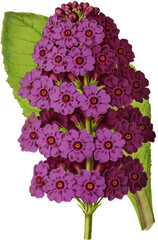 Vintage flowers and fruit