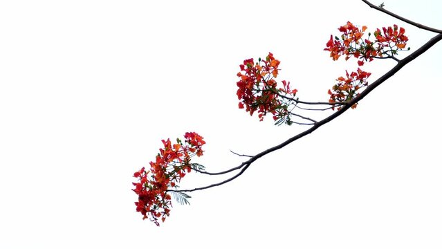 Guppy flower Red flower Flame Tree nature