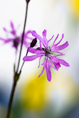 Blüte der Kuckucks-Lichtnelke, (Silene flos-cuculi)