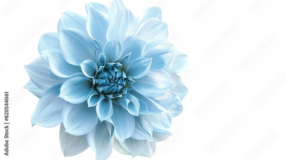 Poster light blue flower on a white background isolated with clipping path closeup big shaggy flower for de