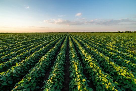 Golden sunlight bathes a vibrant soybean crop in organized rows at dusk