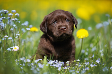 chocolate labrador retriever puppy sitting on a meadow with forget me not flowers and dandelions in...