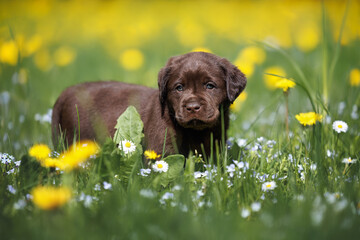 chocolate labrador puppy walking on a meadow with different spring flowers