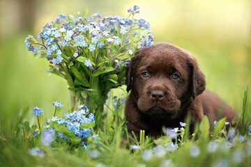 chocolate labrador puppy lying on grass with forget me not flowers in a vase