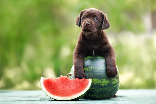cute chocolate labrador puppy posing with watermelon outdoors in summer