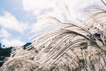 A hill of pampas grass that heralds the arrival of autumn【Tonomine Highland】