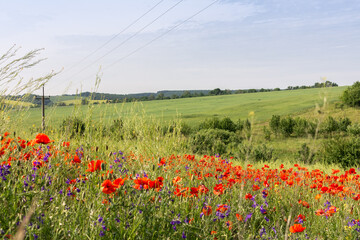 Summer time, poppies bloom in the field, the bright sun illuminates the meadow with poppies