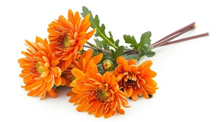 Bouquet of orange chrysanthemum isolated on a white background : Generative AI