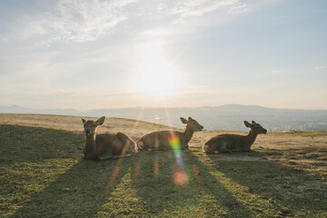 A mountain that offers a panoramic view of the charming city of Nara filled with Japanese...