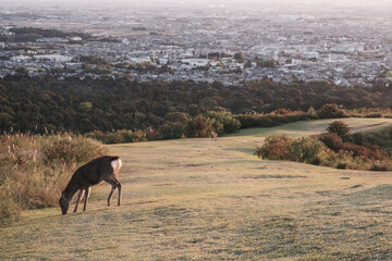 A mountain that offers a panoramic view of the charming city of Nara filled with Japanese history【Mt. Wakakusa】