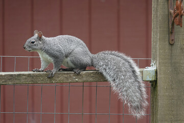 Closeup on a cute and fluffy Western Gray Squirrel, Sciurus griseus, climbing a fence in the...