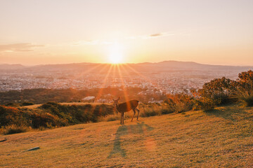 A mountain that offers a panoramic view of the charming city of Nara filled with Japanese history【Mt. Wakakusa】