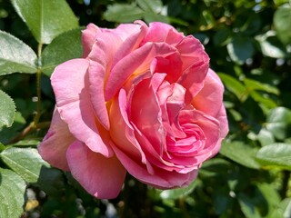 Rose flower fresh pink beautiful petals.