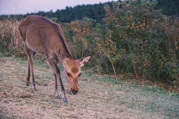 A mountain that offers a panoramic view of the charming city of Nara filled with Japanese history【Mt. Wakakusa】