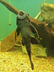 Suckermouth Catfish Fish in Fish Tank 