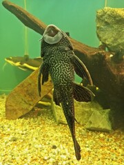 Suckermouth Catfish Fish in Fish Tank 