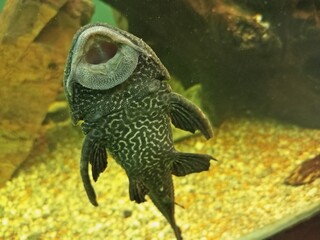 Suckermouth Catfish Fish in Fish Tank 