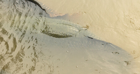Arapaima swims on the surface of the water. Amazonian fish