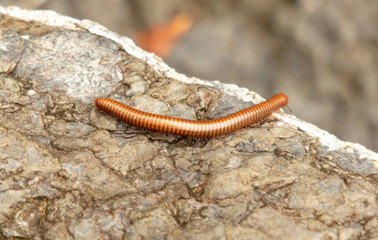 A centipede crawls on a stone. Macro