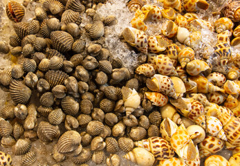 Seashells on a market counter
