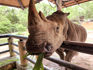 Portrait of a rhinoceros eating grass in a zoo