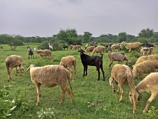 Sheeps and goats grazing grass in a peaceful meadow.