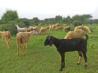 Sheeps and goats grazing grass in a peaceful meadow.
