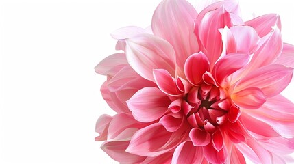 Fototapeta premium Fantastic flower with pink petals Beautiful image isolated on white background Ideal for the representation of a perfume aroma or expression of spring summer or freshness : Generative AI